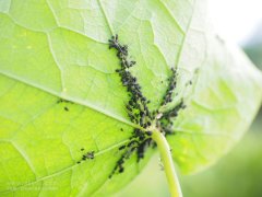 太陽(yáng)能測(cè)報(bào)燈的使用注意事項(xiàng)